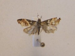 Eudonia chlamydota