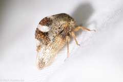 Cyrtolobus tuberosus