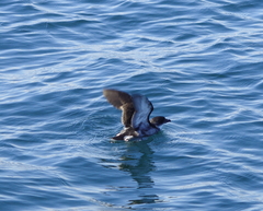 Pelecanoides garnotii