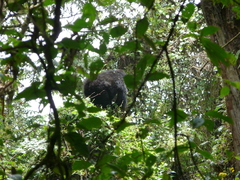 Gorilla beringei beringei