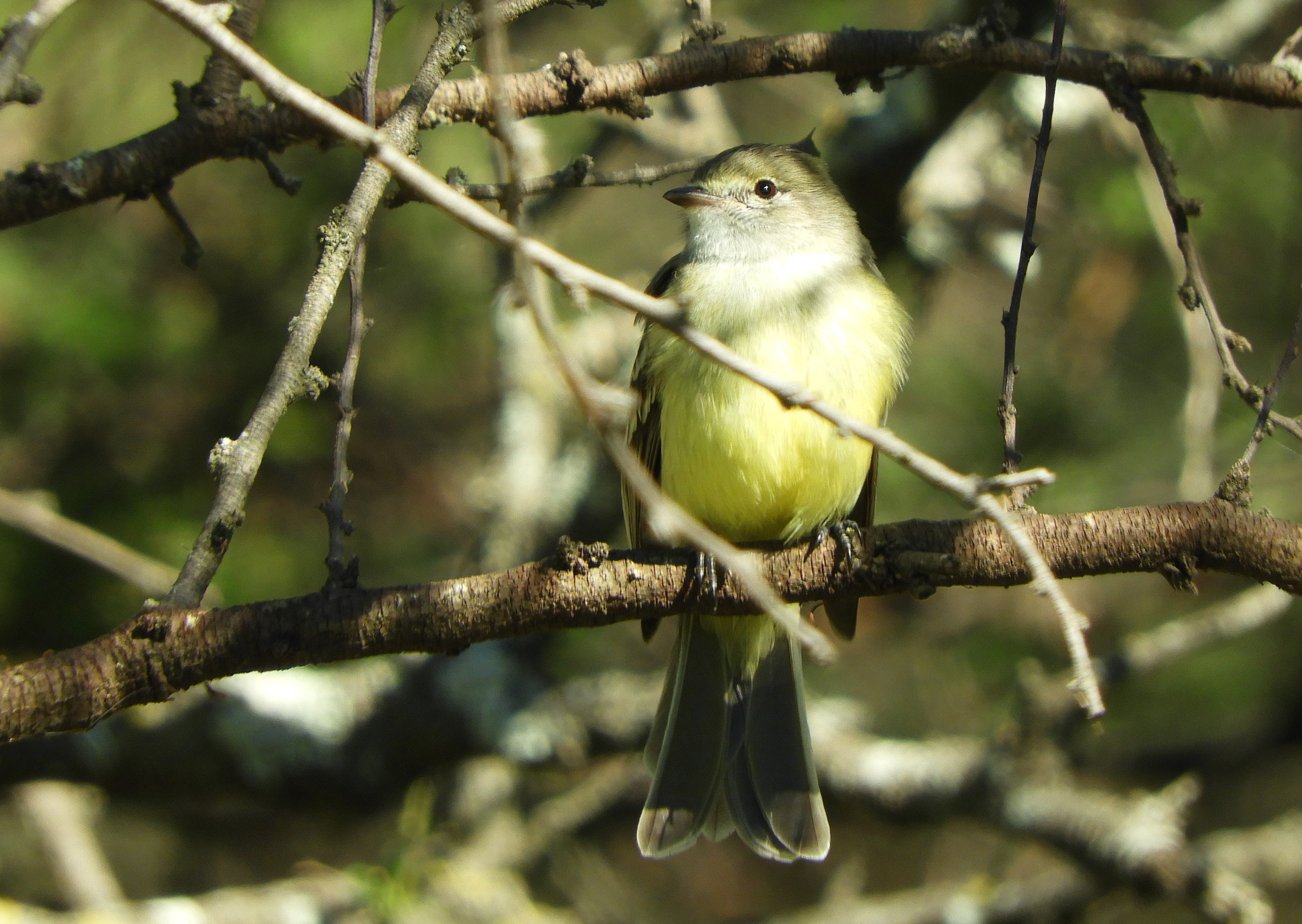 Southern Scrub Flycatcher (Sublegatus modestus), photo 9