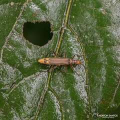 Chauliognathus longipennis