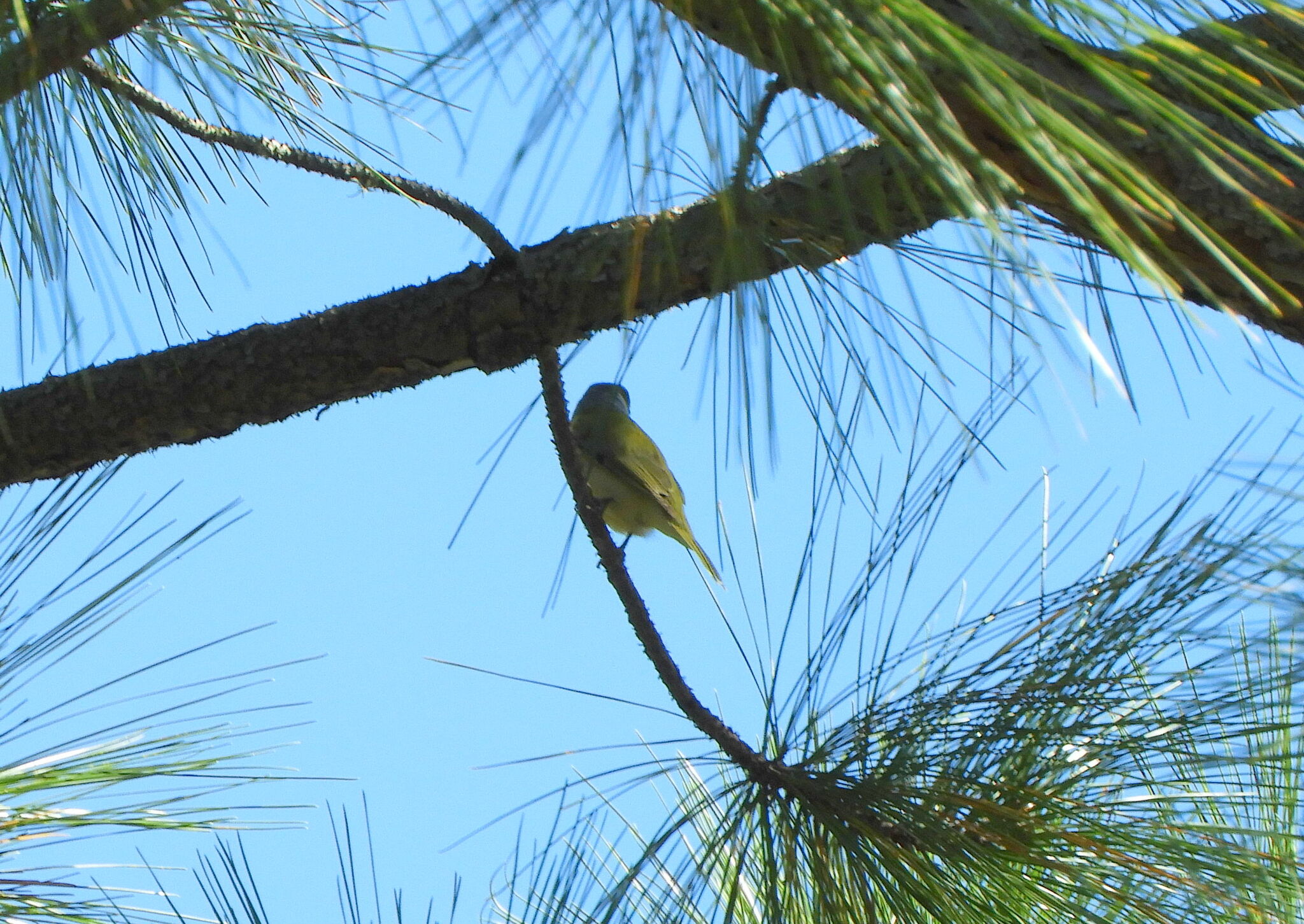 Green-backed Becard (Pachyramphus viridis), photo 5