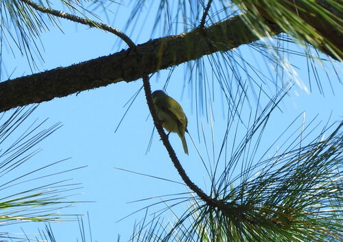 Green-backed Becard (Pachyramphus viridis), photo 4