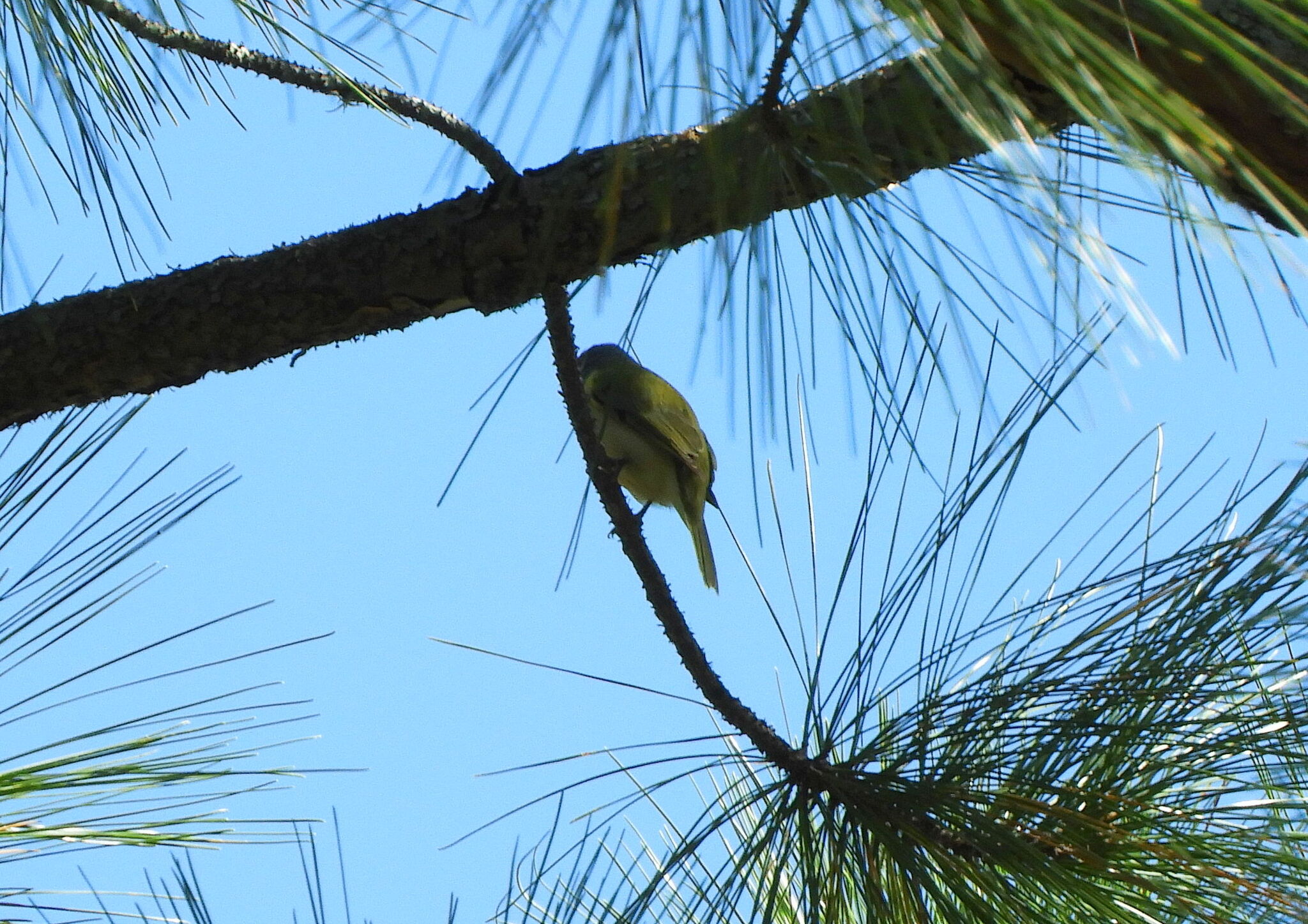 Green-backed Becard (Pachyramphus viridis), photo 4