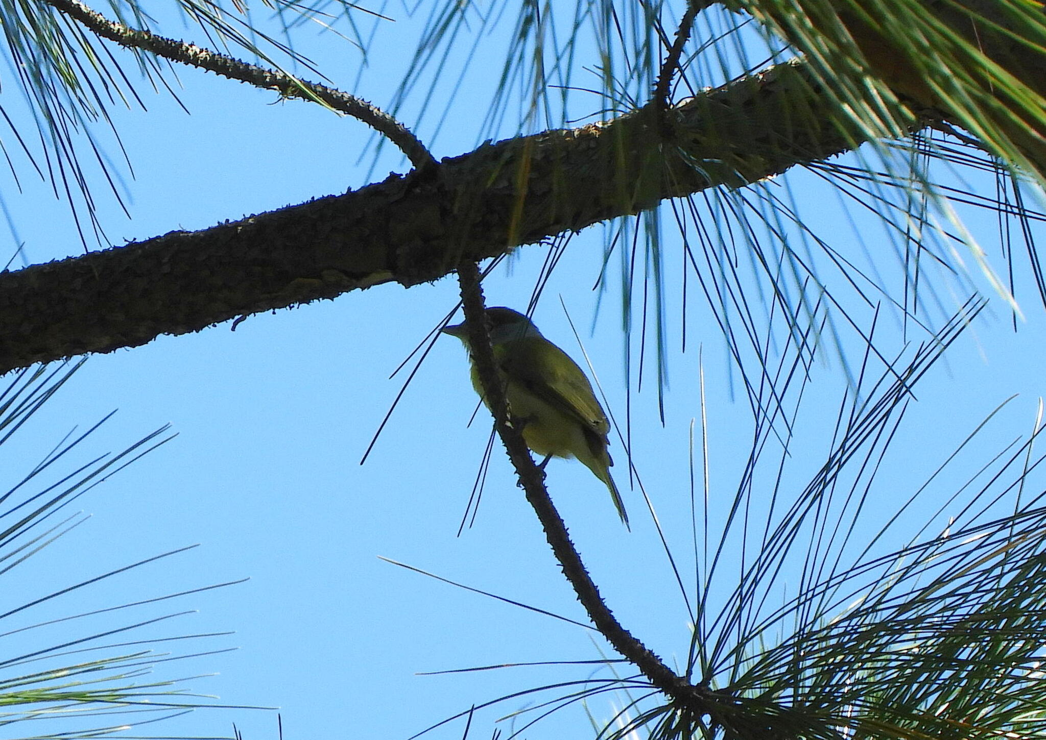 Green-backed Becard (Pachyramphus viridis), photo 3