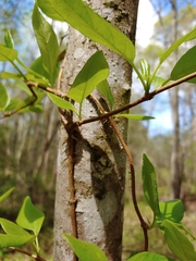 Bignonia capreolata
