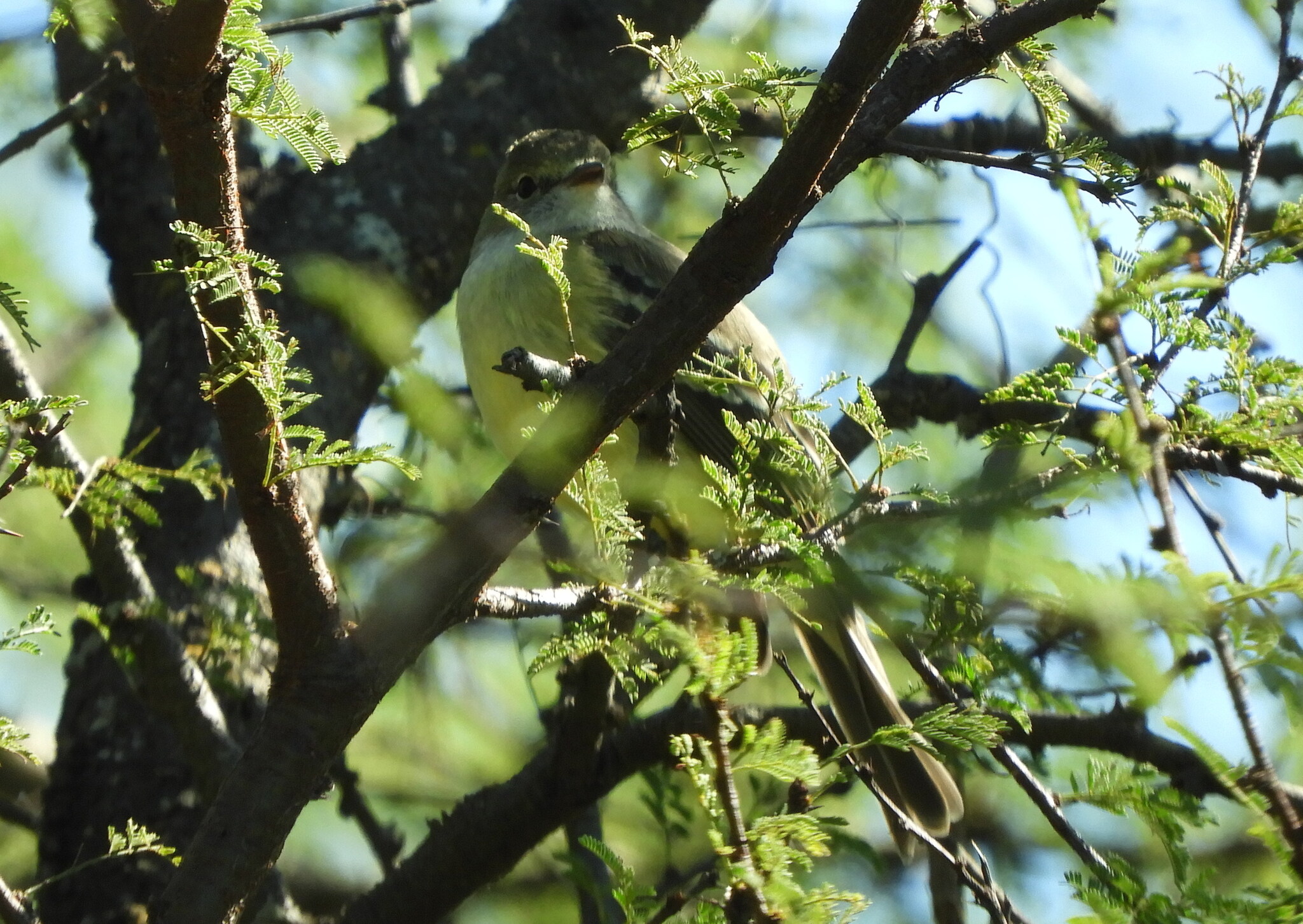 Southern Scrub Flycatcher (Sublegatus modestus), photo 10