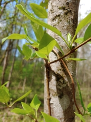 Bignonia capreolata
