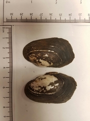 Sagittunio subrostratus