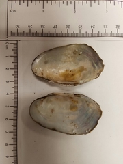 Sagittunio subrostratus