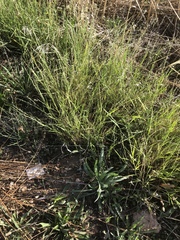 Setaria constricta
