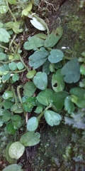 Elatostema obtusum trilobulatum