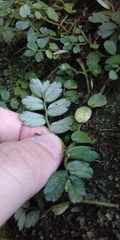 Elatostema obtusum trilobulatum