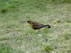 Daptrius chimango