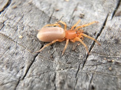 Dysdera crocata