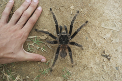 Lasiodora