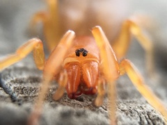 Dysdera crocata