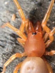 Dysdera crocata