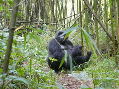 Gorilla beringei beringei