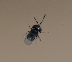 Trissolcus
