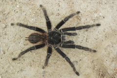 Lasiodora