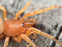 Dysdera crocata