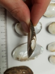 Sagittunio subrostratus