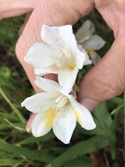 Freesia leichtlinii
