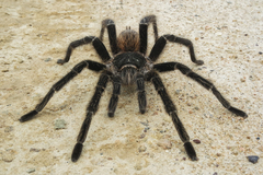 Lasiodora