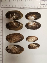 Sagittunio subrostratus