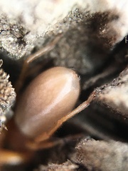 Dysdera crocata