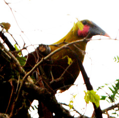 Psarocolius bifasciatus