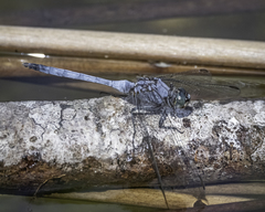 Orthetrum boumiera