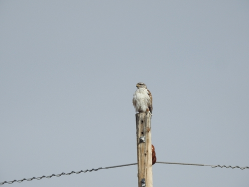 Ferruginous Hawk