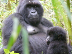 Gorilla beringei beringei