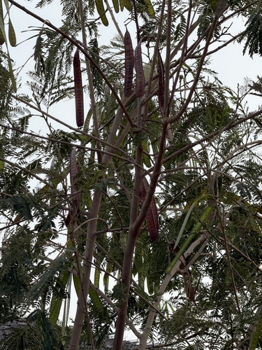 Leucaena diversifolia observed 2026-04-27