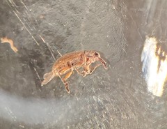 Nemonychidae