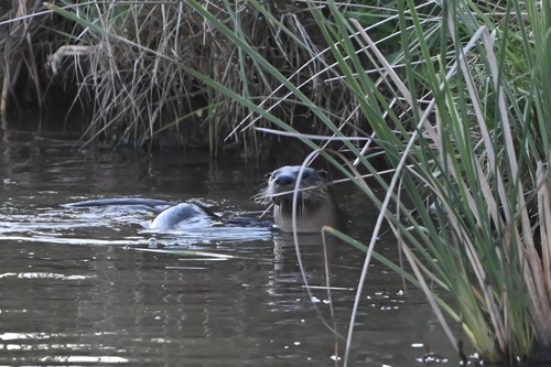 North American River Otter