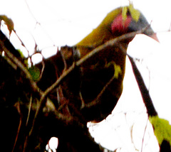 Psarocolius bifasciatus