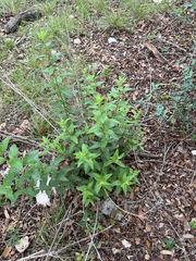 (c) beth_snow, some rights reserved (CC BY) Brickellia cylindracea, photograph (c) beth_snow, some rights reserved (CC BY)