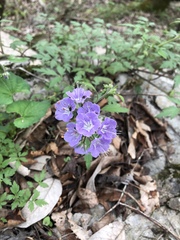 Phacelia bipinnatifida