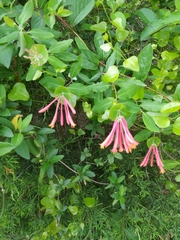 Lonicera sempervirens