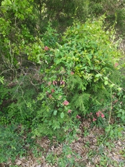 Lonicera sempervirens