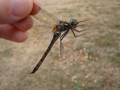 Hemicordulia armstrongi