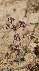Chorizanthe fimbriata, photograph (c) Pete Diamond, some rights reserved (CC BY)