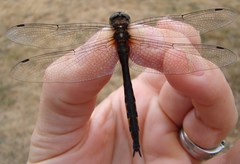 Hemicordulia armstrongi