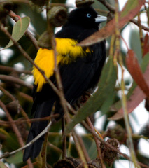 Cacicus chrysonotus