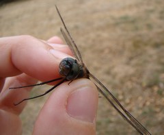 Hemicordulia armstrongi