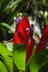 Tillandsia multicaulis